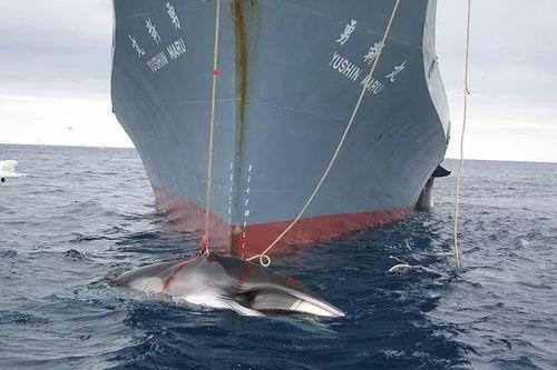 日本人捕鲸爆料事件视频,日本人捕鲸内幕曝光视频引发全球关注